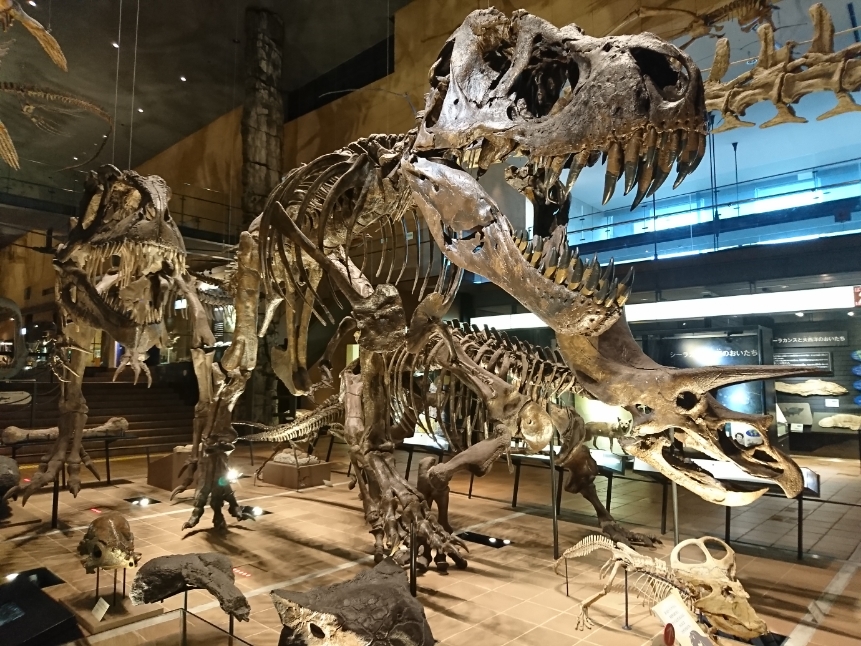 いのちのたび博物館 福岡天神内視鏡クリニックブログ いのちのたび博物館 福岡天神内視鏡クリニックブログ