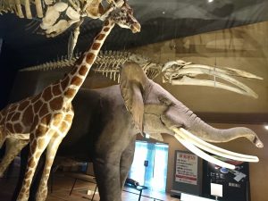 いのちのたび博物館 - 福岡天神内視鏡クリニックブログ