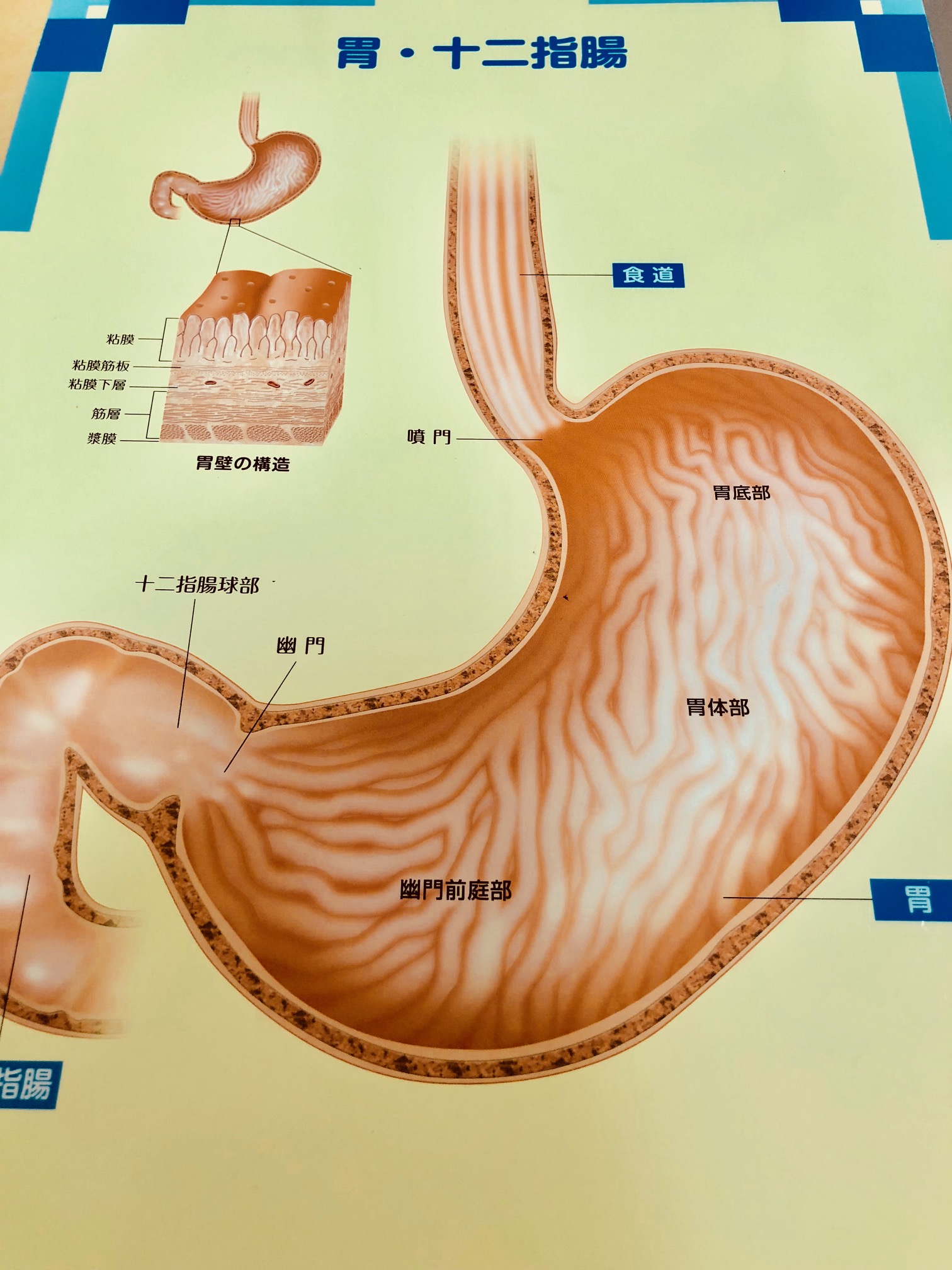 なぜいつも胃の調子が悪いのか 福岡天神内視鏡クリニックブログ