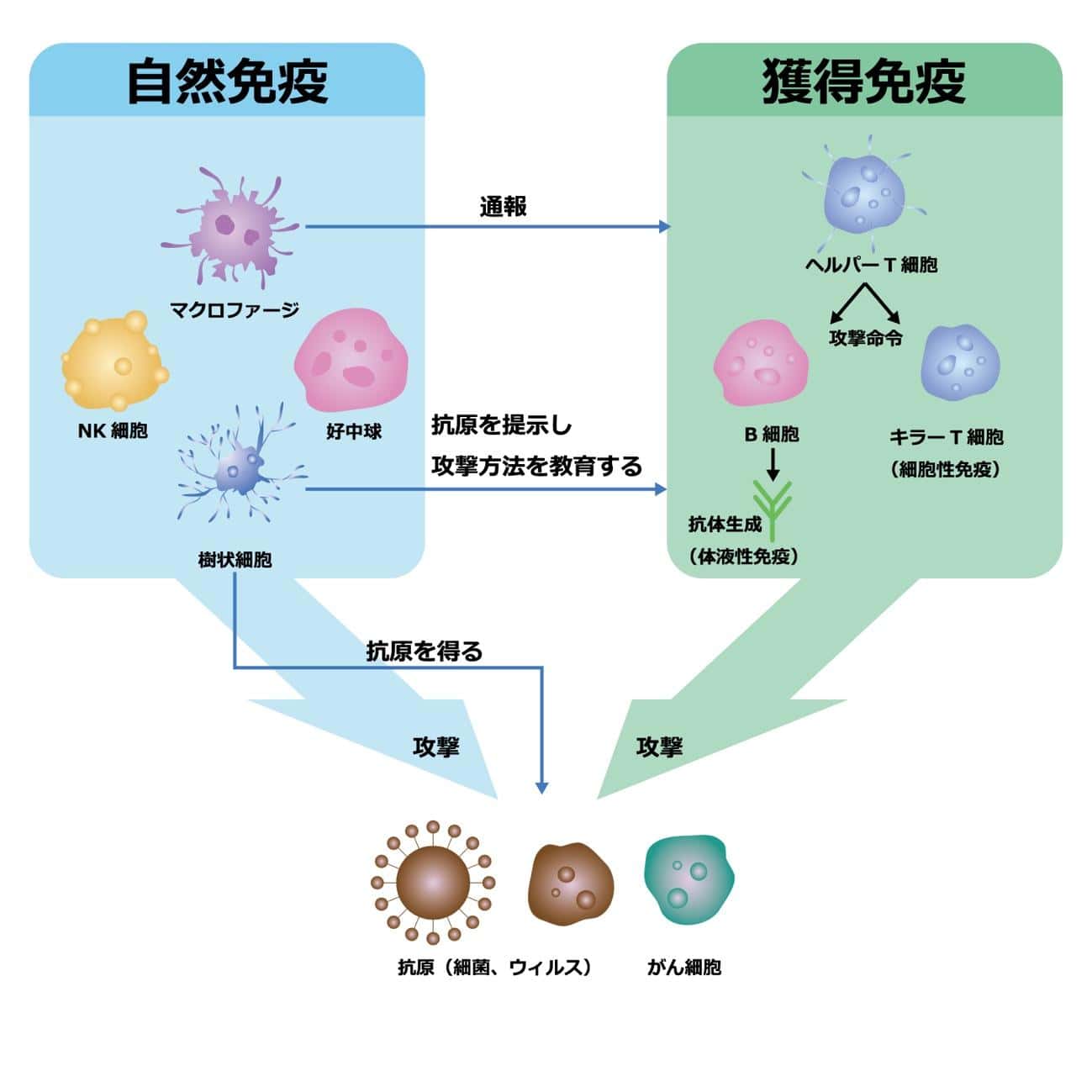 内視鏡医師の知識シリーズ - 福岡の苦しくない内視鏡専門医療機関